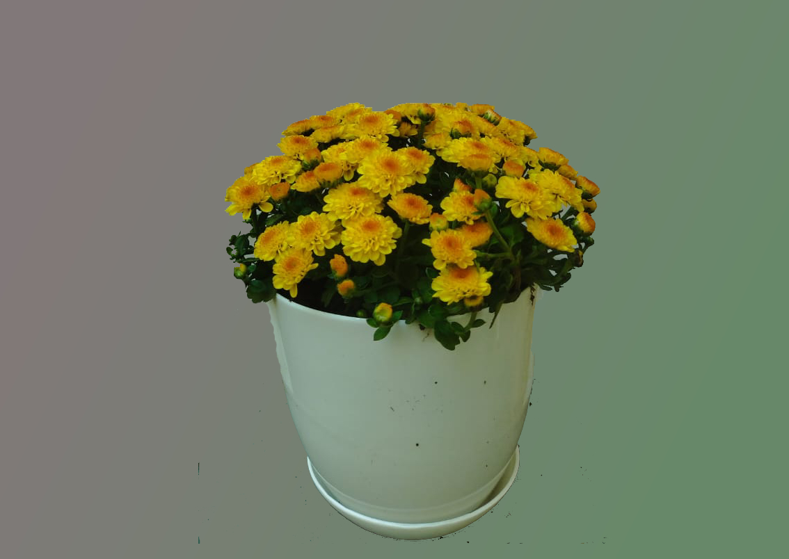 http://mashtalflora.myshopx.store/image/catalog/productimage/1759091150-WhatsApp Image 2025-09-28 at 9.34.16 PM.jpg